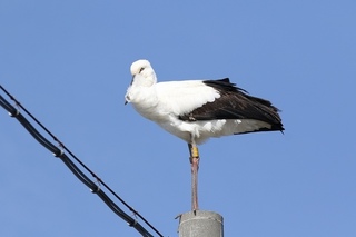 10s-コウノトリ2A0163.jpg