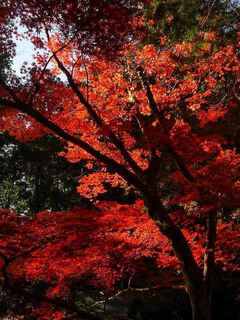 1s-小國神社紅葉1084.jpg