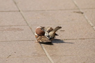 2s-スズメ2A0676.jpg