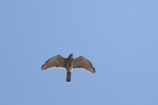 3s-サシバ2A8024.jpg
