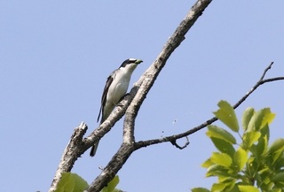 3s-サンショウクイ2A0653.jpg