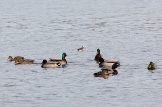 3s-マガモの中にミコアイサが1羽A2359.jpg