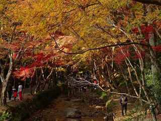3s-小國神社宮川1090.jpg