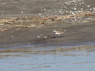 4s-コチドリ04657.jpg