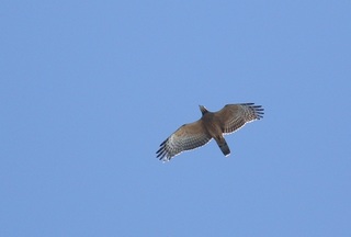 4s-ハチクマ2A7966.jpg