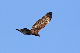 5s-ハチクマA1749.jpg