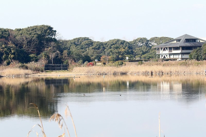 弥富野鳥園 藤前干潟探鳥バスツアー N爺のアウトドア日記