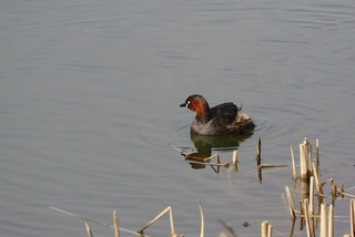 6s-カイツブリ2A0129.jpg