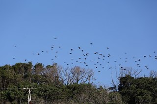6s-ヒヨドリ5A0569.jpg