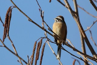 6s-ホオジロA7456.jpg