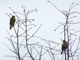 7s-カワラヒワ01737.jpg