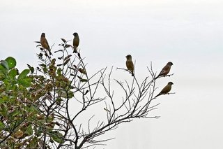 7s-カワラヒワA2198.jpg