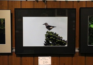 7s-野鳥展5A5169.jpg