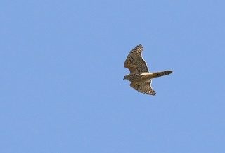 8s-オオタカ幼鳥A1990.jpg