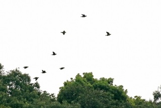 9s-アオバト飛翔2A8777.jpg