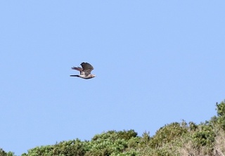 9s-アカハラダカ幼鳥SPA1866.jpg