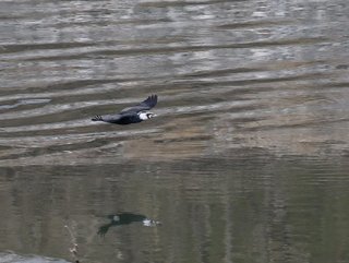 9s-カワウA0245.jpg