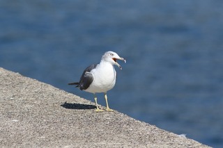 s-10.ウトロ_ウミネコ2A7193.jpg