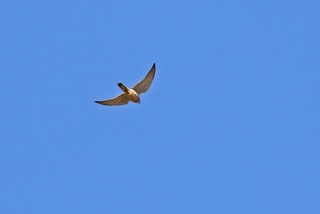 s-10_チョウゲンボウA9889.jpg