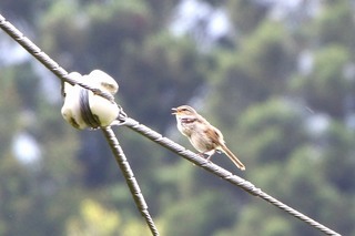 s-11_ウグイス2A5649.jpg