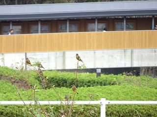 s-2_カワラヒワの群06664.jpg