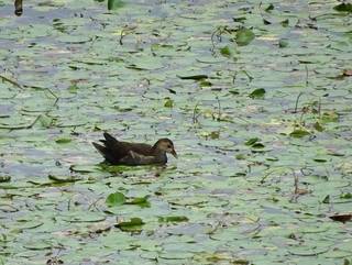 s-4_バンの幼鳥06675.jpg