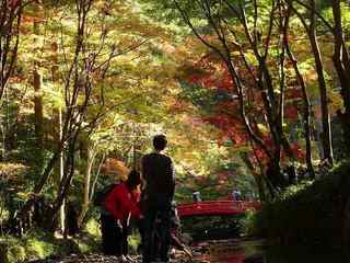s-6_宮川の紅葉973.jpg