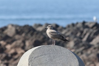 s-8.ウトロ_オオセグロカモメの幼鳥2A7170.jpg