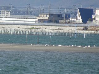s-9_中州のウミネコ00901.jpg