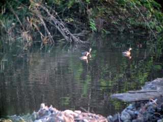 s_CEIMG_0959.jpg