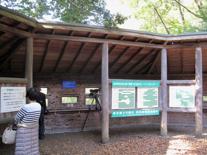 立川市の昭和記念公園の黄葉とバードウォッチング N爺のアウトドア日記